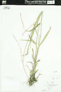 Paspalum setaceum image