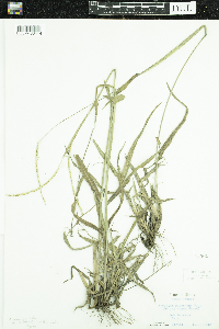 Paspalum setaceum image