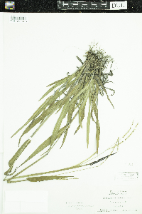 Media resource of Paspalum stramineum