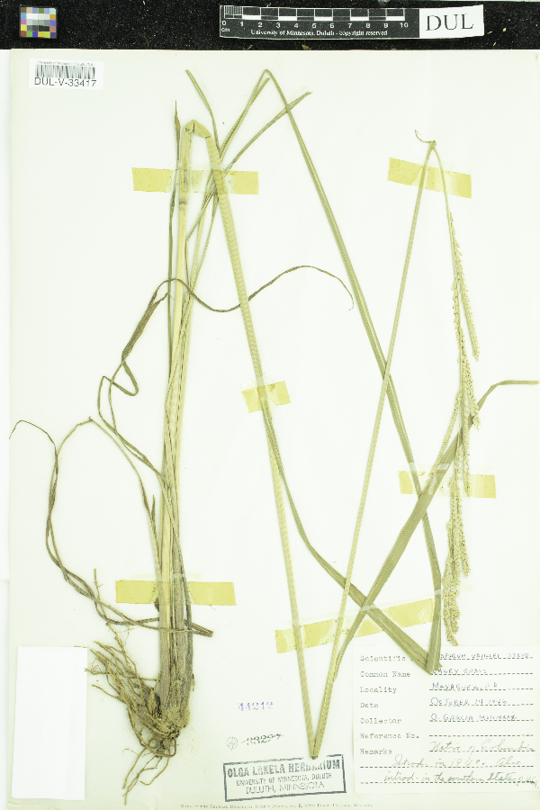 Paspalum urvillei image