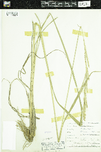Media resource of Paspalum urvillei