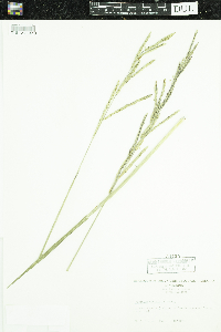 Paspalum urvillei image
