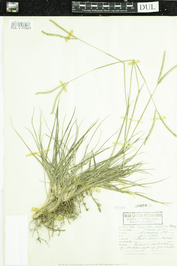 Paspalum notatum image