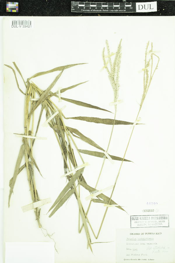 Paspalum humboldtianum image