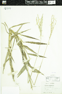 Media resource of Paspalum humboldtianum