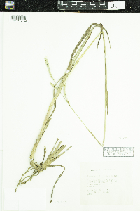 Media resource of Paspalum floridanum