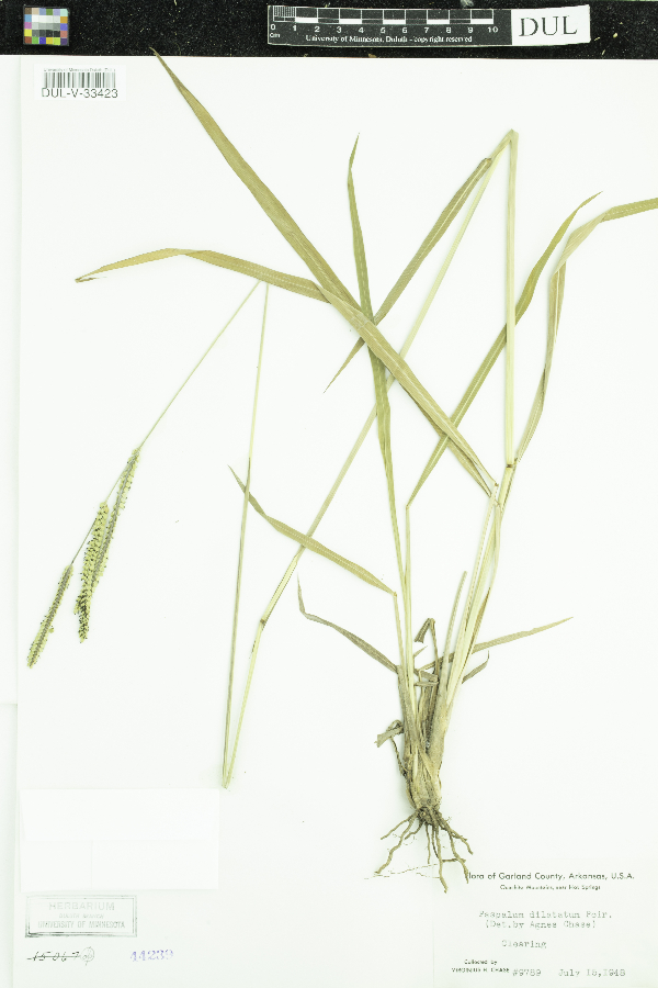 Paspalum dilatatum image