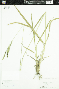 Media resource of Paspalum dilatatum