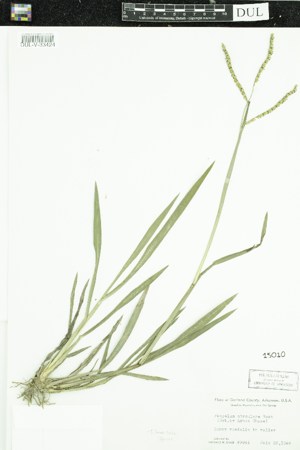 Paspalum laeve image