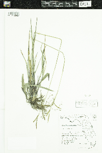 Media resource of Paspalum caespitosum