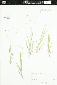 Panicum capillare image