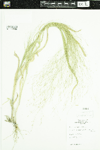 Panicum capillare image