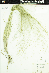 Panicum capillare image