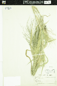 Panicum capillare image