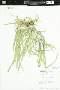 Panicum capillare image