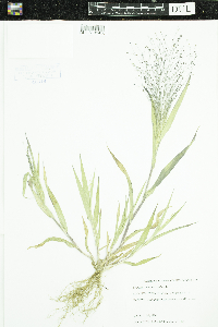 Panicum capillare image
