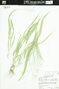 Panicum capillare subsp. capillare image