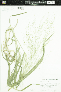 Panicum capillare image