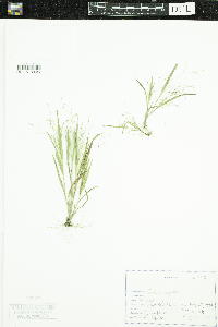 Panicum capillare image