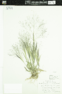 Panicum capillare image