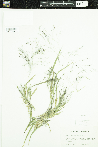 Panicum capillare image