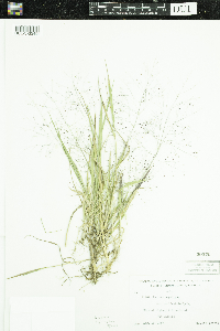 Panicum capillare image