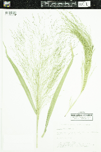 Panicum capillare image