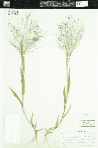 Panicum capillare image