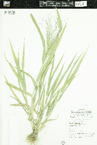 Panicum capillare image
