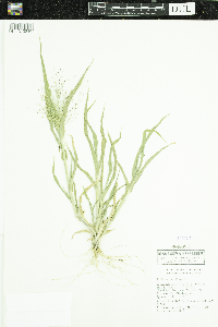 Panicum capillare image