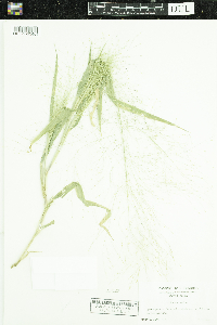 Panicum capillare image