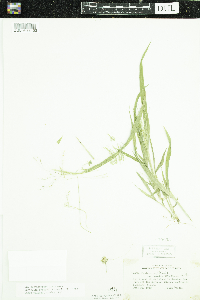 Panicum capillare image