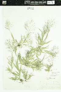 Panicum capillare subsp. capillare image