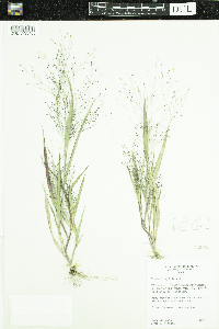 Panicum capillare image