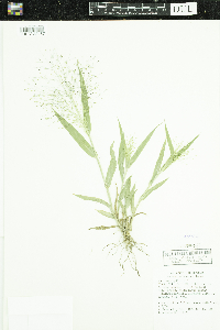 Panicum capillare image