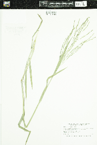 Panicum dichotomiflorum image