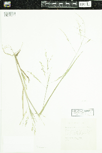 Panicum dichotomiflorum image