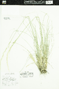Nassella viridula image