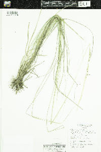 Nassella viridula image