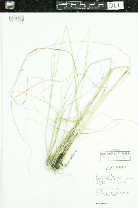 Nassella viridula image