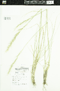 Nassella viridula image