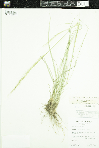 Nassella viridula image