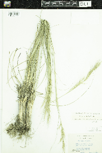 Nassella viridula image