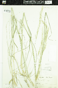 Nassella viridula image