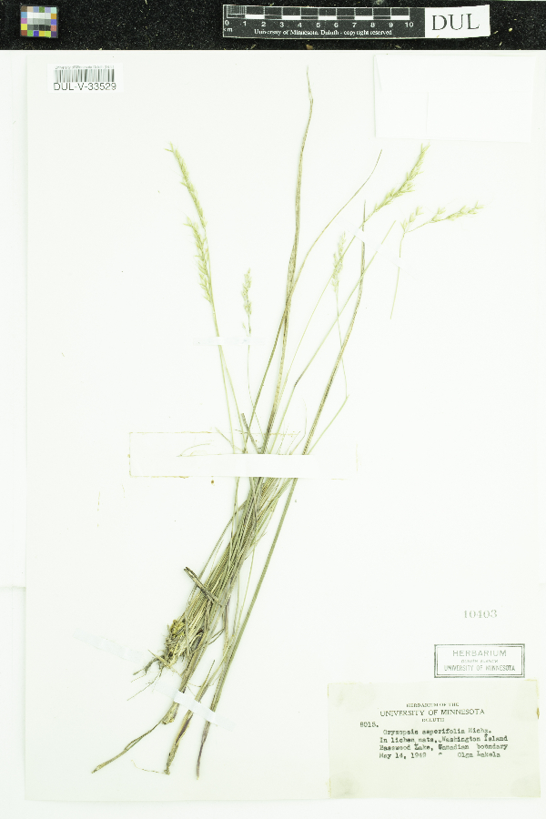 Oryzopsis asperifolia image