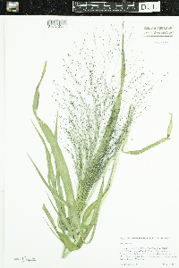 Panicum capillare image