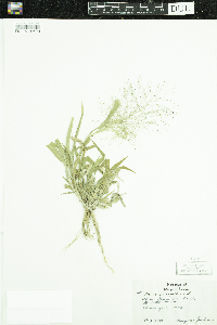 Panicum capillare image
