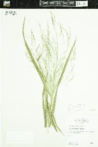 Panicum capillare image