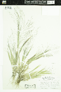 Panicum capillare image