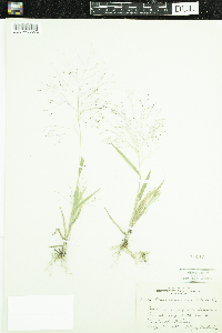 Panicum capillare image